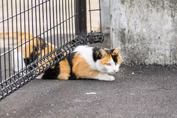 猫の『ヒゲ』が担っている大切な役割4つ　意外なヒミツから切ってはいけない理由まで