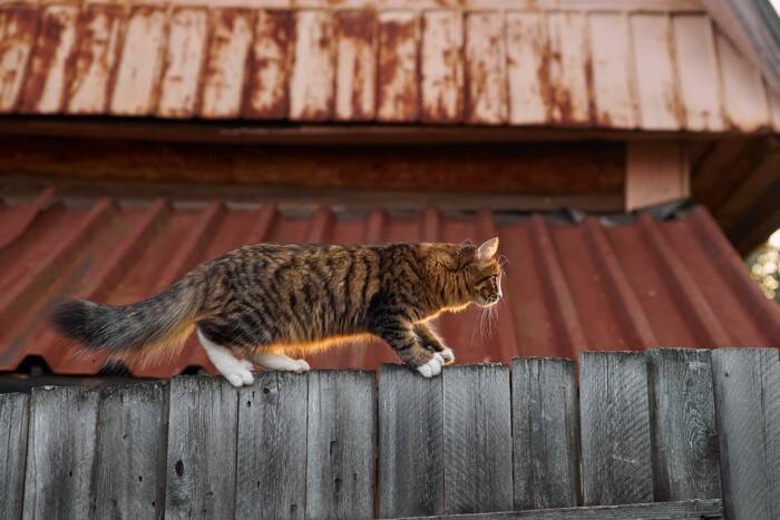 猫の『ヒゲ』が担っている大切な役割4つ　意外なヒミツから切ってはいけない理由まで