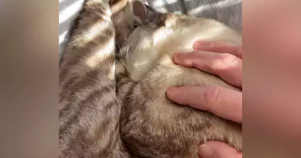 膝の上でぐっすりと眠る猫→限界を迎えて降ろした結果…思わず笑ってしまう『まさかの行動』が39万再生「辛いが極楽」「なんとかわいい」