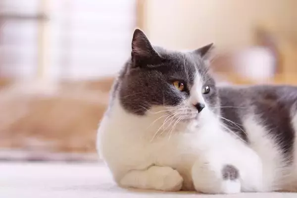 猫と『スキンシップ』をとる前のチェック項目5つ　確認すべき理由や配慮が必要なことまで