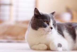 猫と『スキンシップ』をとる前のチェック項目5つ　確認すべき理由や配慮が必要なことまで