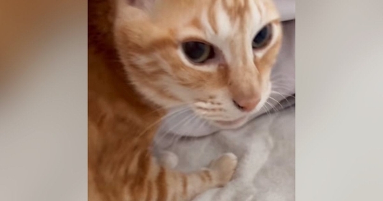 1か月ぶりに帰ってきたお姉ちゃん→久しぶりに会った『猫』に声をかけた結果…まさかの光景が26万再生「猫さんらしいｗ」「可愛すぎｗ」