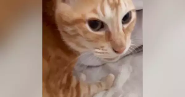 1か月ぶりに帰ってきたお姉ちゃん→久しぶりに会った『猫』に声をかけた結果…まさかの光景が26万再生「猫さんらしいｗ」「可愛すぎｗ」