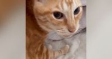 1か月ぶりに帰ってきたお姉ちゃん→久しぶりに会った『猫』に声をかけた結果…まさかの光景が26万再生「猫さんらしいｗ」「可愛すぎｗ」