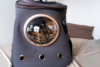 『動物病院が苦手な猫』のために飼い主ができること3つ　嫌がる理由や克服するメリットまで