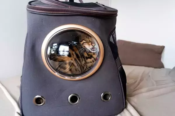 『動物病院が苦手な猫』のために飼い主ができること3つ　嫌がる理由や克服するメリットまで