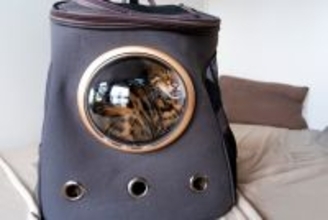 『動物病院が苦手な猫』のために飼い主ができること3つ　嫌がる理由や克服するメリットまで