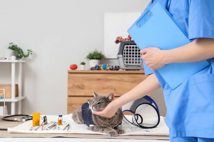 『動物病院が苦手な猫』のために飼い主ができること3つ　嫌がる理由や克服するメリットまで