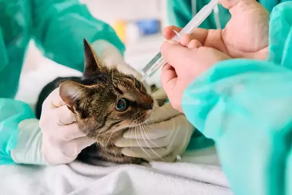 猫が『涙を流している』ときに考えられる原因4つ　病気のリスクから対処法まで解説