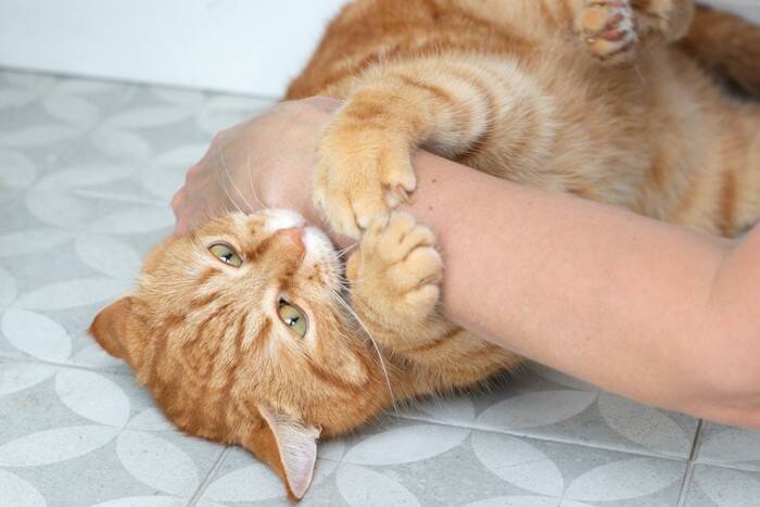 『気性が荒い猫』が持っている3つの特徴　怒りやすい原因から攻撃してくるときの対処法まで