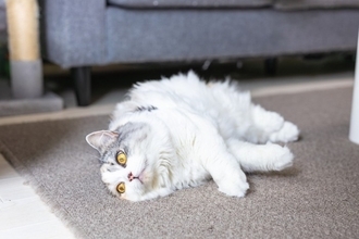 猫にも人にも脅威となる『重症熱性血小板減少症候群（SFTS）』主な症状や感染経路、予防策を解説