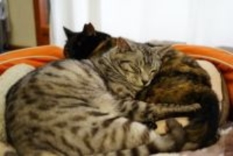 猫たちが集まって『猫団子』を作る理由3つ　居心地は悪くないの？固まって過ごす意味とは