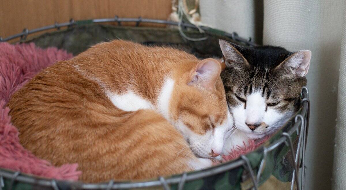 猫たちが集まって『猫団子』を作る理由3つ　居心地は悪くないの？固まって過ごす意味とは