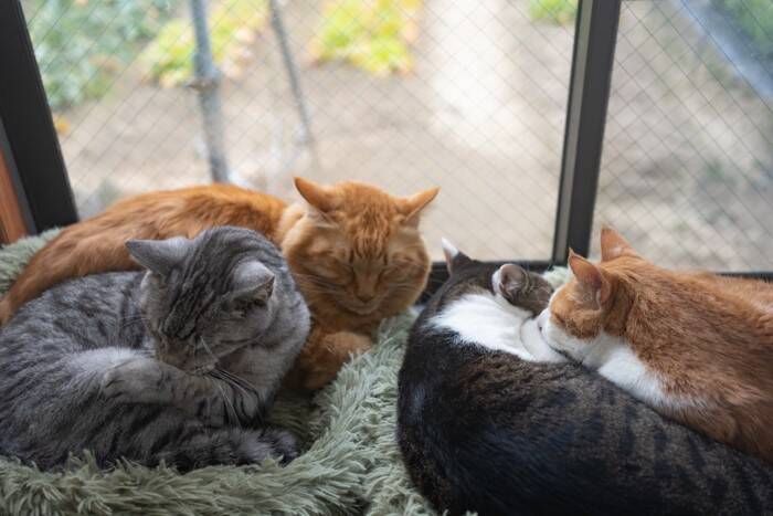 猫たちが集まって『猫団子』を作る理由3つ　居心地は悪くないの？固まって過ごす意味とは