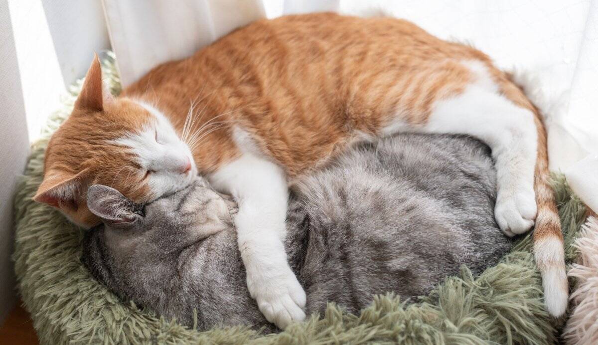 猫たちが集まって『猫団子』を作る理由3つ　居心地は悪くないの？固まって過ごす意味とは