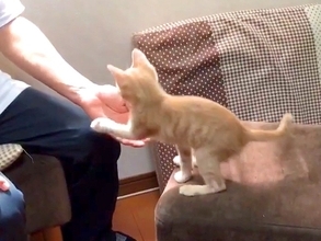 窓辺に登りたい子猫→飼い主の腕に前足をかけて…愛おしすぎる『おねだり』が25万再生「人間の小さい子供と一緒」「人が大好きなんだね」