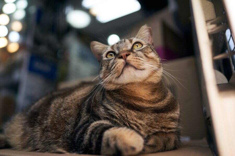 薬局の「看板猫」が行方不明に！　翌朝になって無事発見される→警察が宿泊施設にいた女性を事情聴取　香港