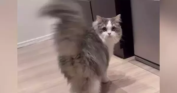 飼い主を見つけた猫→壁に身を隠した『次の瞬間』……可愛すぎる『遊びの様子』に「最高やん」「だるまさんがころんだかな」と７万再生