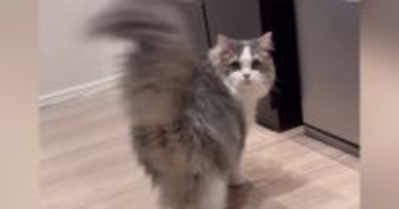飼い主を見つけた猫→壁に身を隠した『次の瞬間』……可愛すぎる『遊びの様子』に「最高やん」「だるまさんがころんだかな」と７万再生