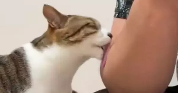 猫にいつも『毛づくろいされるパパ』→毛並みよくなるの？と聞いたら…ほっこりする投稿に２万いいね「地味に痛いらしいよね」「うらやましい」