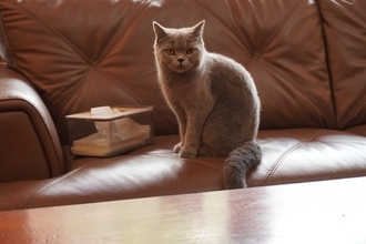 猫が『鼻血』を出しているときに疑うべき病気3選 　命に関わる可能性も？取るべき対処法まで解説
