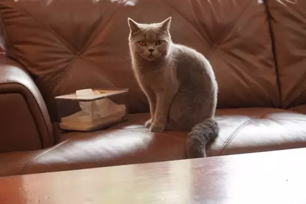 猫が『鼻血』を出しているときに疑うべき病気3選 　命に関わる可能性も？取るべき対処法まで解説