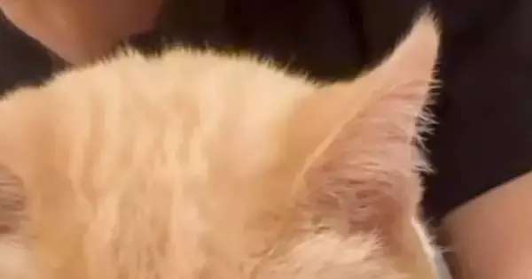 地震がきて怖くなってしまった猫→『抱っこ』したら…涙が出るほど『可愛い反応』が285万再生「抱きしめたい」「主がいる時間でよかった」