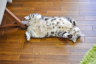 猫が日常的に見せる『ジェスチャー』4選　行動から読み取れる心理や受け止め方