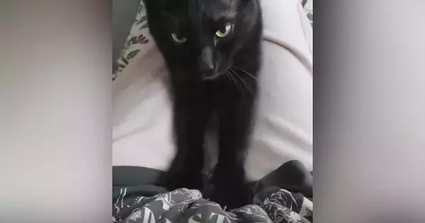 飼い主の膝の上に乗って『ふみふみ』していた黒猫…予想外の『可愛い展開』に「気まずそうな感じたまらん」「何回も見てしまった」と1万いいね