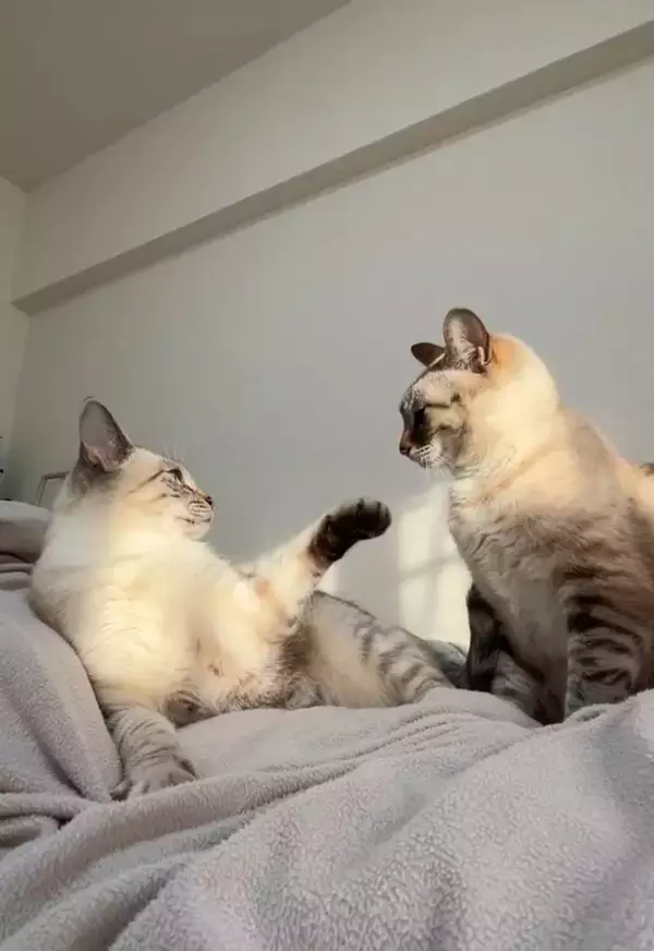 同居猫にしばかれないよう『必死に気配を消す猫』→主が布団をめくった次の瞬間…爆笑の光景が424万再生「最後にｗ」「気まずそうで面白い」