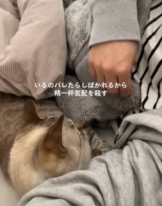 同居猫にしばかれないよう『必死に気配を消す猫』→主が布団をめくった次の瞬間…爆笑の光景が424万再生「最後にｗ」「気まずそうで面白い」