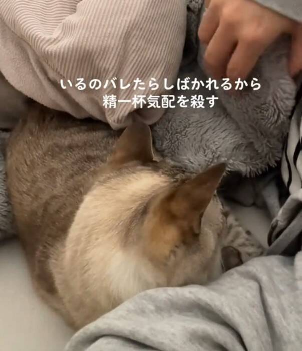 同居猫にしばかれないよう『必死に気配を消す猫』→主が布団をめくった次の瞬間…爆笑の光景が424万再生「最後にｗ」「気まずそうで面白い」