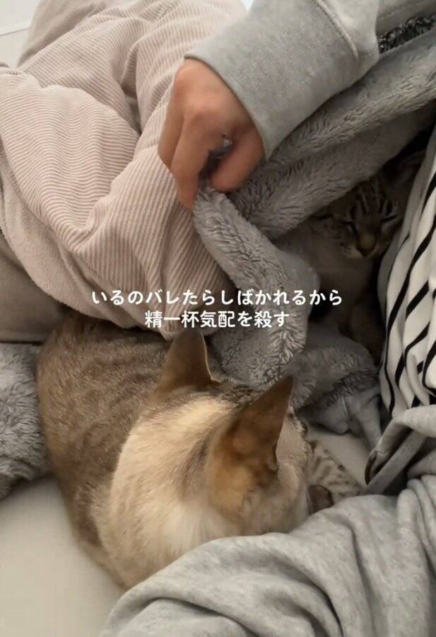 同居猫にしばかれないよう『必死に気配を消す猫』→主が布団をめくった次の瞬間…爆笑の光景が424万再生「最後にｗ」「気まずそうで面白い」