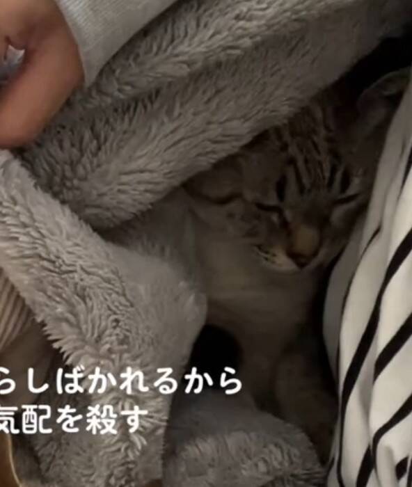 同居猫にしばかれないよう『必死に気配を消す猫』→主が布団をめくった次の瞬間…爆笑の光景が424万再生「最後にｗ」「気まずそうで面白い」