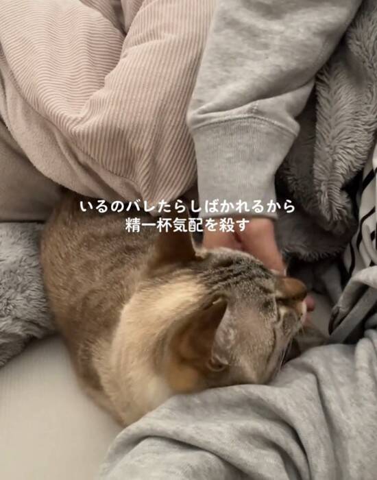 同居猫にしばかれないよう『必死に気配を消す猫』→主が布団をめくった次の瞬間…爆笑の光景が424万再生「最後にｗ」「気まずそうで面白い」