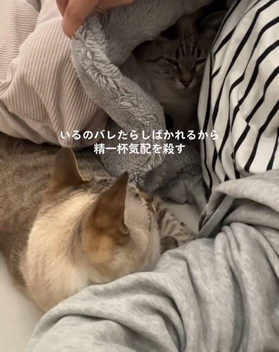 同居猫にしばかれないよう『必死に気配を消す猫』→主が布団をめくった次の瞬間…爆笑の光景が424万再生「最後にｗ」「気まずそうで面白い」