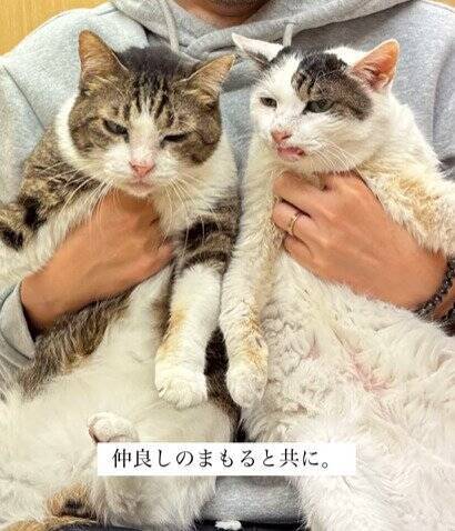 外生活で全身泥と毛玉だらけだった『ボロボロの高齢猫』が、現在……思わぬ展開に涙が止まらないと30万再生「涙しかでない」「泣けてくる」