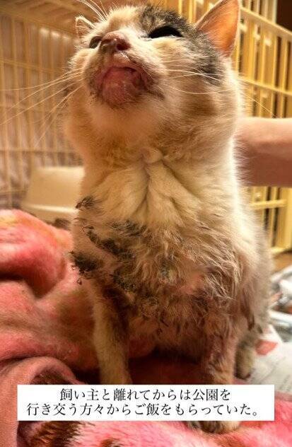 外生活で全身泥と毛玉だらけだった『ボロボロの高齢猫』が、現在……思わぬ展開に涙が止まらないと30万再生「涙しかでない」「泣けてくる」