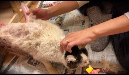 外生活で全身泥と毛玉だらけだった『ボロボロの高齢猫』が、現在……思わぬ展開に涙が止まらないと30万再生「涙しかでない」「泣けてくる」