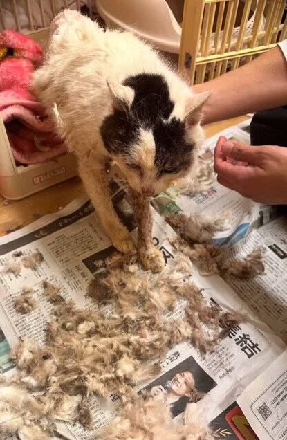 外生活で全身泥と毛玉だらけだった『ボロボロの高齢猫』が、現在……思わぬ展開に涙が止まらないと30万再生「涙しかでない」「泣けてくる」