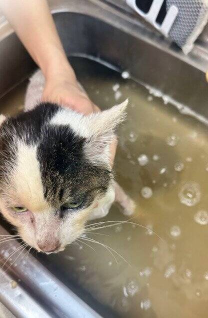 外生活で全身泥と毛玉だらけだった『ボロボロの高齢猫』が、現在……思わぬ展開に涙が止まらないと30万再生「涙しかでない」「泣けてくる」