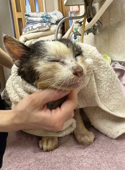 外生活で全身泥と毛玉だらけだった『ボロボロの高齢猫』が、現在……思わぬ展開に涙が止まらないと30万再生「涙しかでない」「泣けてくる」