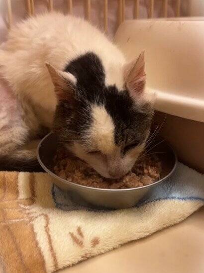 外生活で全身泥と毛玉だらけだった『ボロボロの高齢猫』が、現在……思わぬ展開に涙が止まらないと30万再生「涙しかでない」「泣けてくる」