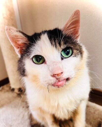 外生活で全身泥と毛玉だらけだった『ボロボロの高齢猫』が、現在……思わぬ展開に涙が止まらないと30万再生「涙しかでない」「泣けてくる」