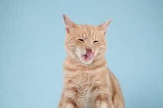 猫が『鼻を舐めている』ときの心理4選　不安のサイン？何気ない動作の意味とは