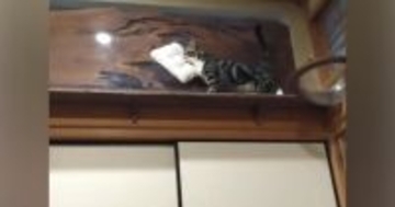 一生懸命に『枕を運ぶネコ』→ようやく放したかと思ったら、次の瞬間…"可愛すぎる光景"が20万再生「すごく器用ｗ」「大切にしているんだね」