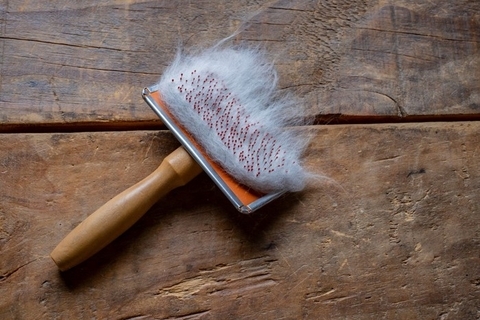 猫が『ブラッシング』を避けたがる理由3つ　嫌がるときの対処法からお手入れのコツまで