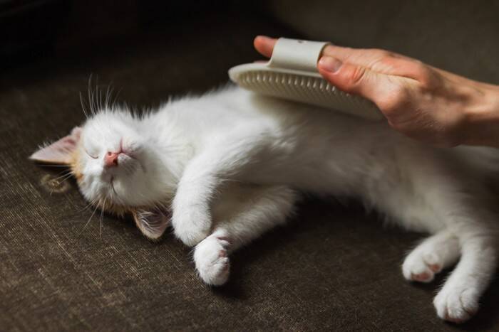 猫が『ブラッシング』を避けたがる理由3つ　嫌がるときの対処法からお手入れのコツまで