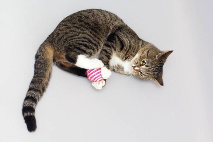 猫に必要な『運動量』はどれくらい？年齢別の目安や室内でできる運動4選をご紹介