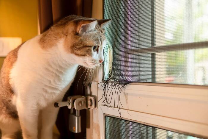 猫好きなら知っておきたい『ネットスラング』14選　SNSで定番の猫用語をご紹介